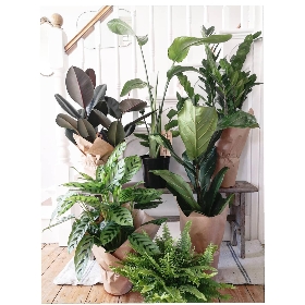 Plants